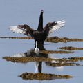 AVES - CYGNE Noir - Cygnus Atratus