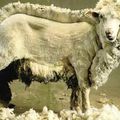 Petit cours de Mouton