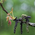 Fleurs de noyer ... * Walnut flowers ...