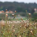 Couleur Camargue (3)