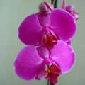 orchidee