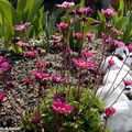 Une délicate saxifrage mousse à planter en groupe