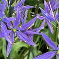 Le Camassia ou Jacinthe des Indiens se naturalise facilement