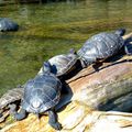 En famille , tortues de Floride