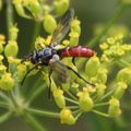 MOUCHE DES CHENILLES