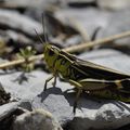 Un criquet à pattes rouges