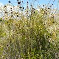 PHOTOS DE GARRIGUE