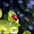 Les coccinelles