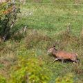 Cerf en train de courir après une biche....impressionant le passage sous le barbelé!!!