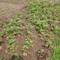 Petit tour au potager