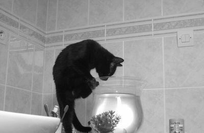 mon chat vs mon poisson