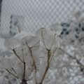 Fleurs de glace