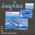 Dauphins