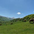 cheval a saint jacques des blats