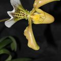 PAPHIOPEDILUM