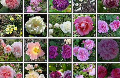 Les Rosiers du jardin de H à L