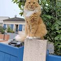 Surveillance,chat perché. ...