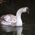 Jeune cygne