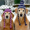 Humour : après les bonnets pour chats... voici les bonnets pour vos chiens...