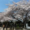 Les cerisiers en fleurs dans les cimetières japonais