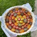 Tarte tomates cerise, pesto et burrata