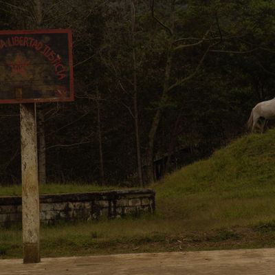 Chevaux libres