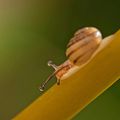 Petites bestioles de février