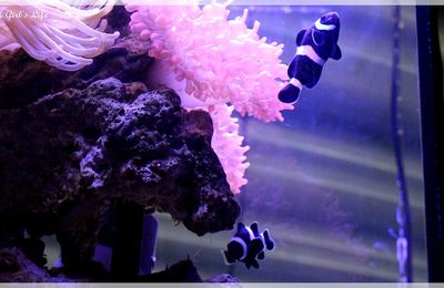 Marineland : Ou comment retomber en enfance ! :D