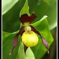 Sabot de Vénus - cypripedium calceolus