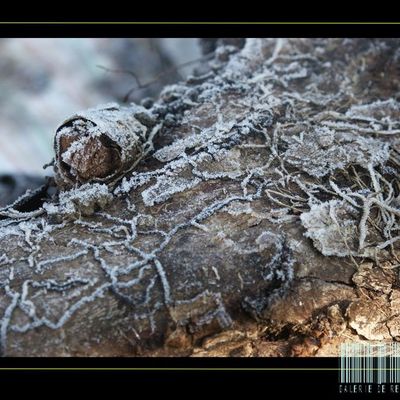 Du sang froid dans les veines