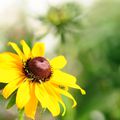 RUDBECKIA