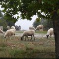 moutons grecs