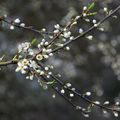 Pruneliers en fleurs 