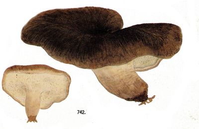 Noms japonais de champignons à aiguillons (5) par Rokuya Imazeki