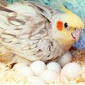 L’infertilité chez les oiseaux exotiques
