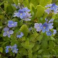 Myosotis du jardin