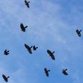 Migration de corvidés