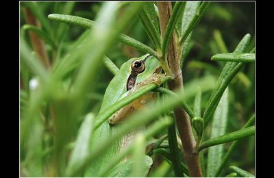 Une Grenouille