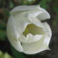 Tulipe blanche