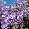 GLYCINE