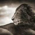 [Photo] Lion by Nick Brandt