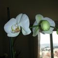 Mon orchidée a refleuri!
