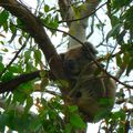 Notre premier Koala, j'adooooooore