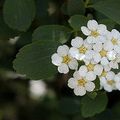 SPIRAEA x vanhouttei