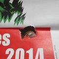 quand l'escargot est du côté des poulets !