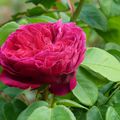 La rose Othello