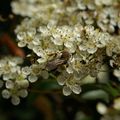 Andrena clarkella 