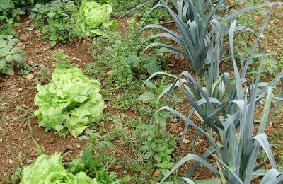 Le jardin potager 