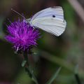 4 beaux papillons