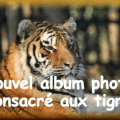 Album photo tigres